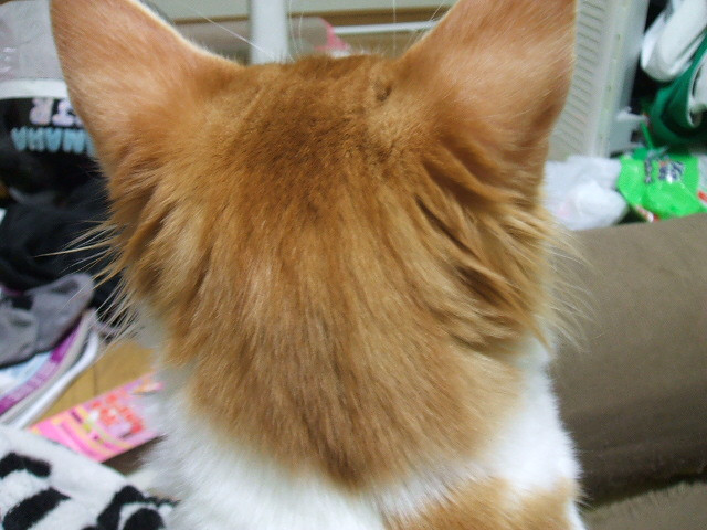 後頭部 かわいい猫写真 猫画像の投稿サイト ネコジルシ