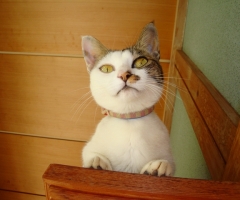 ネコ写真