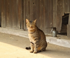 ネコ写真