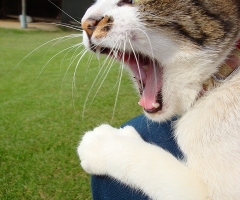 ネコ写真