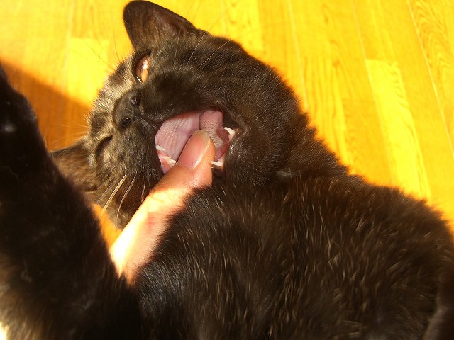噛み付くぞ ッ かわいい猫写真 猫画像の投稿サイト ネコジルシ