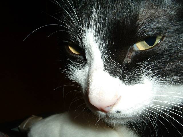 お怒りです かわいい猫写真 猫画像の投稿サイト ネコジルシ