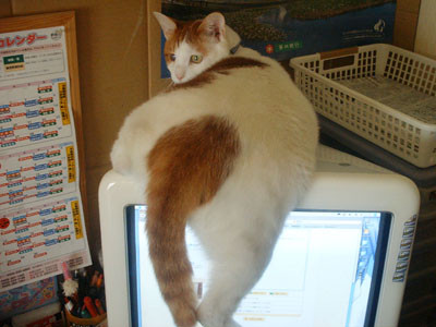 おしり かわいい猫写真 猫画像の投稿サイト ネコジルシ