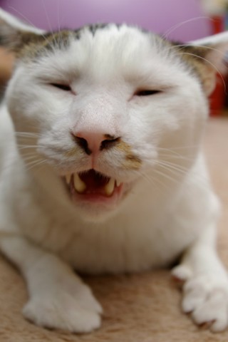 ぶさ顔にゃんこの表紙 かわいい猫写真 猫画像の投稿サイト ネコジルシ