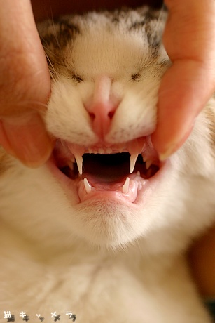 歯の検査 かわいい猫写真 猫画像の投稿サイト ネコジルシ