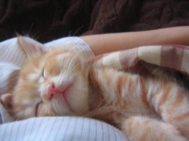 一緒に寝る 腕枕 猫 【獣医師監修】猫が一緒に寝たがるのはどうして？ その理由を解説します