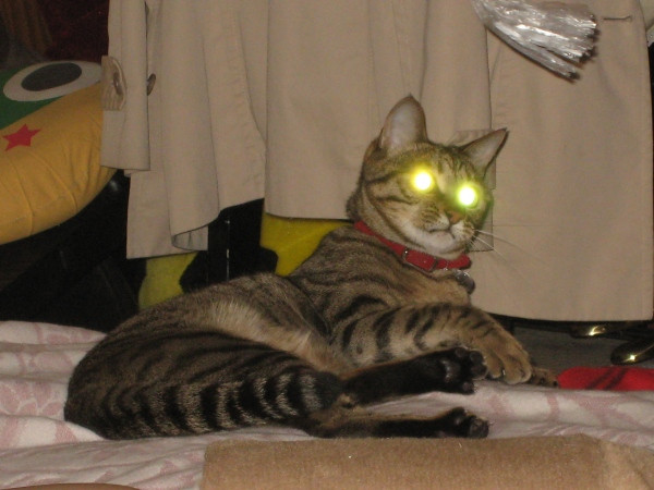 にゃんこビーム かわいい猫写真 猫画像の投稿サイト ネコジルシ