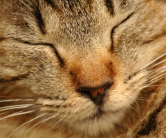 猫写真