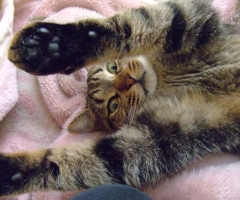 ネコ写真