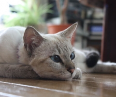 猫写真