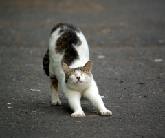 猫写真