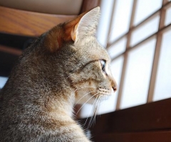 猫写真
