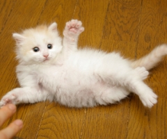 猫写真