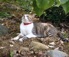 猫写真