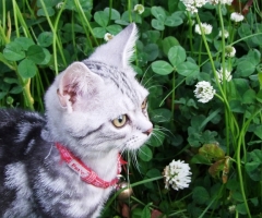 猫写真