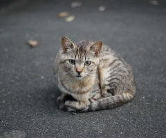 猫写真