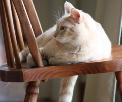 猫写真