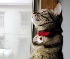 猫写真