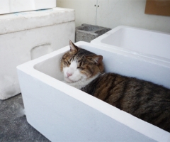 ネコ写真