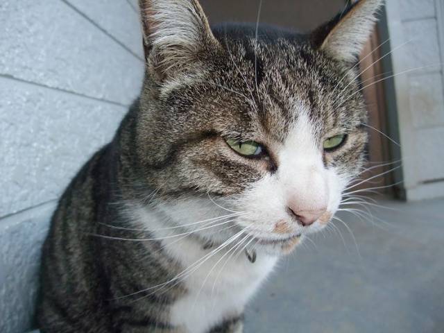 にやり かわいい猫写真 猫画像の投稿サイト ネコジルシ