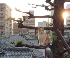 ネコ写真