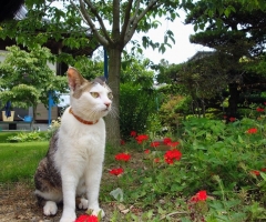 ネコ写真