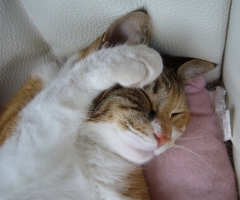 ネコ写真