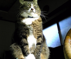 ネコ写真