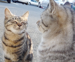 ネコ写真