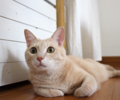 ネコ写真