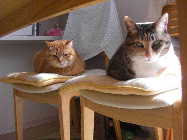 デブ猫2匹 かわいい猫写真 猫画像の投稿サイト ネコジルシ