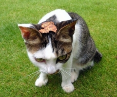 ネコ写真