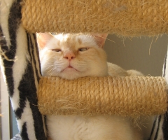 ネコ写真