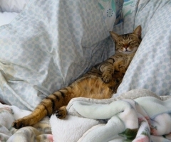 猫写真