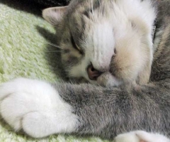 猫写真