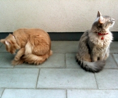 猫写真