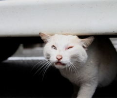 猫写真