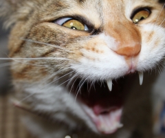 ネコ写真