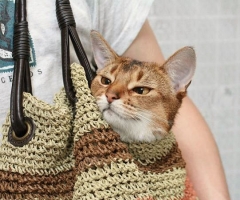 ネコ写真