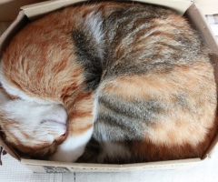 ネコ写真
