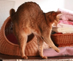 ネコ写真