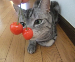 ネコ写真