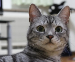 ネコ写真