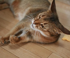 ネコ写真