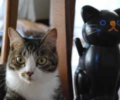 ネコ写真