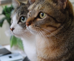 ネコ写真
