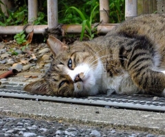 ネコ写真