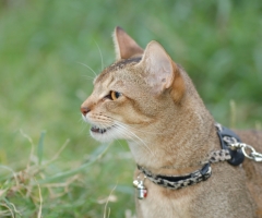 猫写真