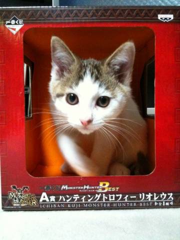 ハンティング トロフィー いや アイルーか かわいい猫写真 猫画像の投稿サイト ネコジルシ