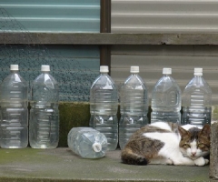 猫写真